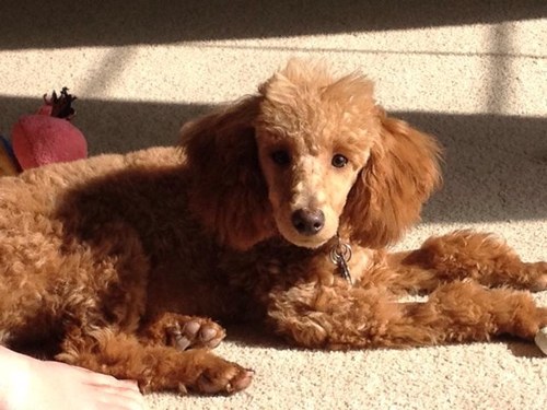 I love my toys - they are the best thing.
I love to bury my toys - thats the best thing.

Has anyone seen my toys?