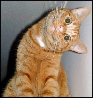 Tweet me pics or tweets of your @catlaadyyprobs and ill retweet them!