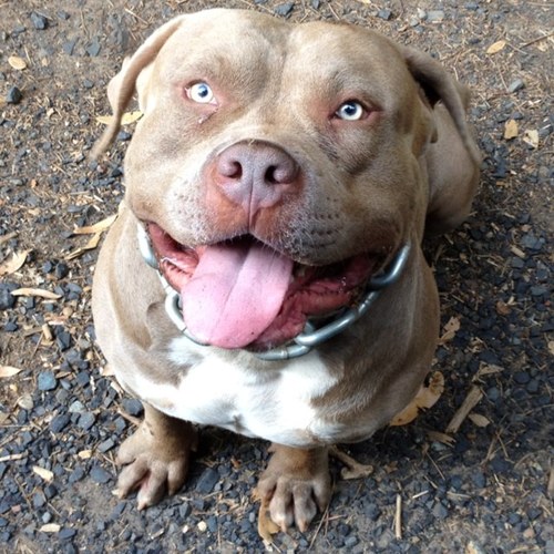 #SMOKEYIII #American #Bully #XL #Blueline #Stud info DM #UKC #TRiPLE #Platinum #Blue #Label
