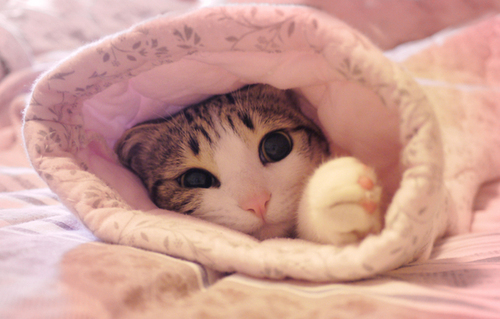 CATS CATS CATS