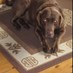 charliedog (@charliedog68) Twitter profile photo