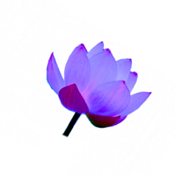 ClaraSolis11's profile picture. simplemente nada