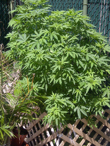 fizloco60's profile picture. If u don't got dat loud I'm not hear'n u!!