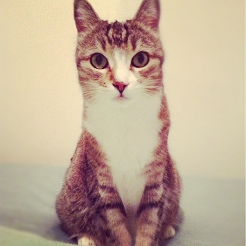 I learned a lot from my first cat. That creature was a pip. (RIP beautiful girl.) Today, my “foster fail” saved my life during the trash decade, the 2020s.