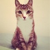 B Klajm (@bagelkitten) Twitter profile photo