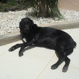 ameixalcp's profile picture. Amo cães!!!!!!!!!!!!!