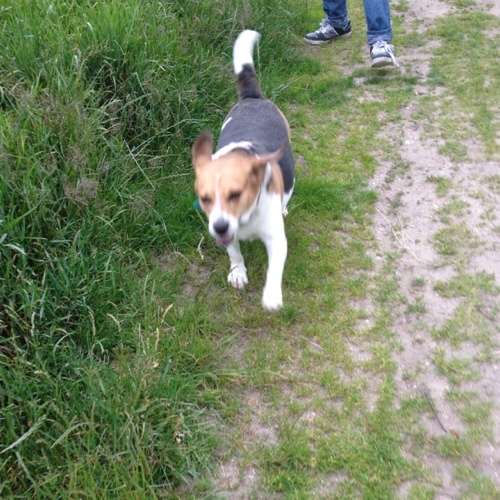 Mijn naam is Bo heer van stand woon met vroutje en kleine baas vlakbij de bossen