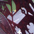 WatusiCaycedo1's profile image