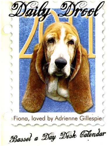 middle school teacher, knitter, reader, basset hound rescuer , 2025 YALSA Award for Excellence in Nonfiction