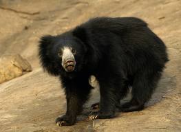 sloth931's profile picture. don't let my name fool u, I am faster than u think. black cat with long claws.Mentor is Deathwing. most evil cat on earth.