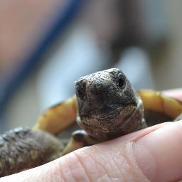 SoapTheTortoise's profile picture. Soap, a Spur Thigh Tortoise. I enjoy lounging under my lamp catching the rays then going for a snooze with my fleece blanket. Life is good. 
@CptSpurThigh