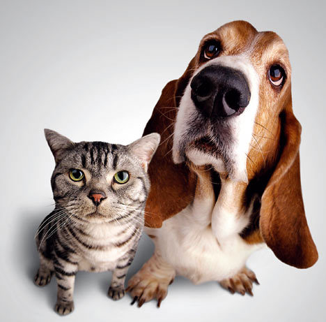 Only the cutest videos of pets!