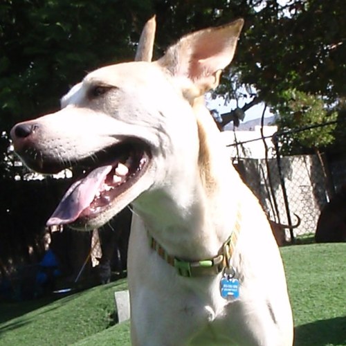 Hueydini's profile picture. 