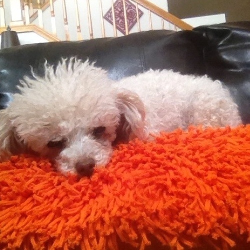 I'm a bitch, and I mean that in a good way.  I'm a female dog. A toy poodle with an attitude.  You will laugh, you'll cry, you'll have to clean up after me.