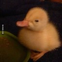 Gabriel Cote - @nightslashdope - Twitter