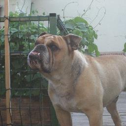 yamadamasatsura's profile picture. 「まさつら」は楠木正行より。またの名はブク。さるとびエッちゃんを見失ってから一匹野良犬。『アイデンティティと時代』p.12、p.19、p.88等を参考に。屋号は山田正直堂本舗（だんだん村公民館御用達）。漢人向けには劉幇。ブログ「地の塩になれればと」
http://t.co/bSNSiFdp1c