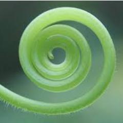 Espiral Creativa Natural 
Promovemos la armonia con la naturaleza, economía creativa,cuidado del ambiente, usando el arte en todas sus expresiones.