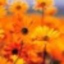 Francesca Miranda - @Francie777 - Twitter