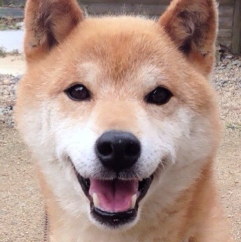 むさやんさんのプロフィール画像