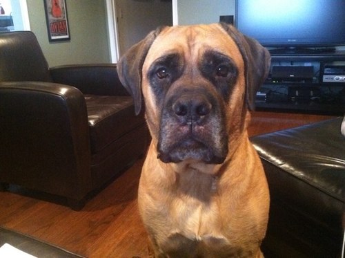 JeffBrightwell's profile picture. The official twitter of me.