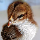 Farmer Sam - @farmer_sam_ - Twitter