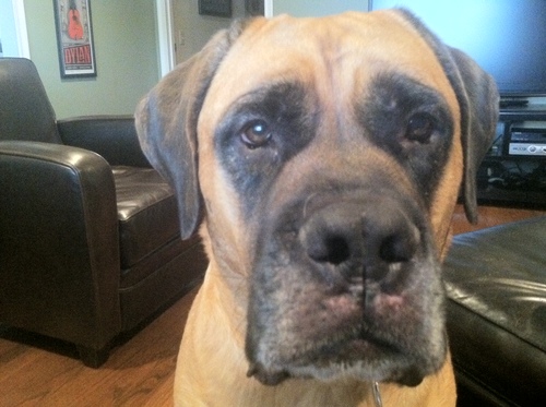 DigMyChili1's profile picture. We design & create LTD edition concert posters & other junk. Also questing for the perfect oatmeal raisin cookie. Need a poster or have a cookie? Hit us up.