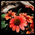 rsmatenaer (@rsmatenaer) Twitter profile photo rsmatenaer (@rsmatenaer) Twitter profile photo