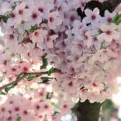 sakuramanda28's profile picture. Socióloga y Antropóloga UCV. Mut de Roco, Amandita y Miguero. AbuelaMut de Nicole, Jason y Diego...