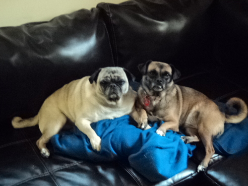 MollyandPugsley's profile picture. A happy jug and pug exploring the world together