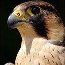 أبو شدآد (@0559494) Twitter