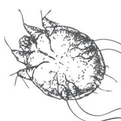 Control Scabies