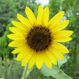 cinnjack's profile picture. I love twitter.