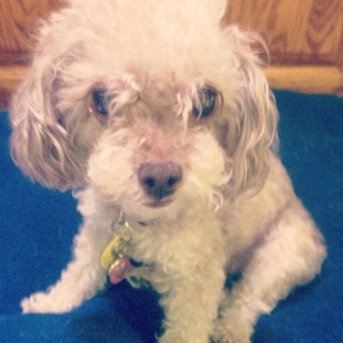 My name is Cookie Oreo Stephens. I am 16 years old, sight challenged, hearing challenged, and am the princess/dog of @liviesunshine! @tyshavano is my servant.