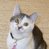 さっしぃ（元猫の餌係） (@sprit_brain) Twitter profile photo