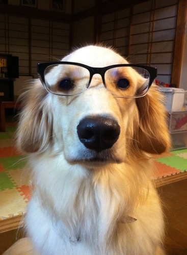 犬猫派