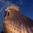 TheDorkingCock's profile image