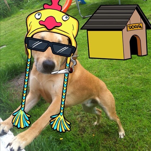 Aussie's official twitter page.                   Bow Wow. These are my views and not those of my management