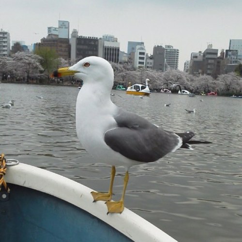 ちらし寿司といなり寿司と五目ご飯が苦手/のんびりが嫌い/趣味は無い/救いようがない/清貧/好きなタイプは山口もえ・野田恵・広末涼子・浜口京子