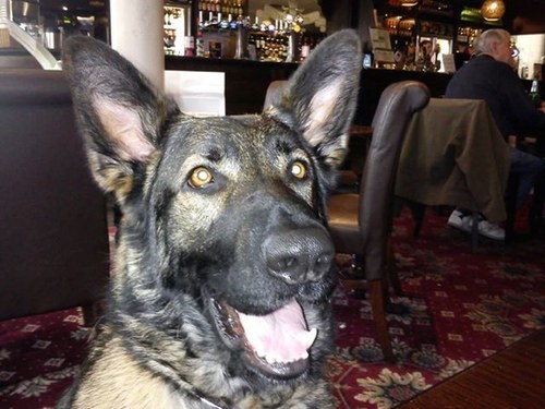 I am a very happy 8 year old GSD guide dog... have blind owner, will travel