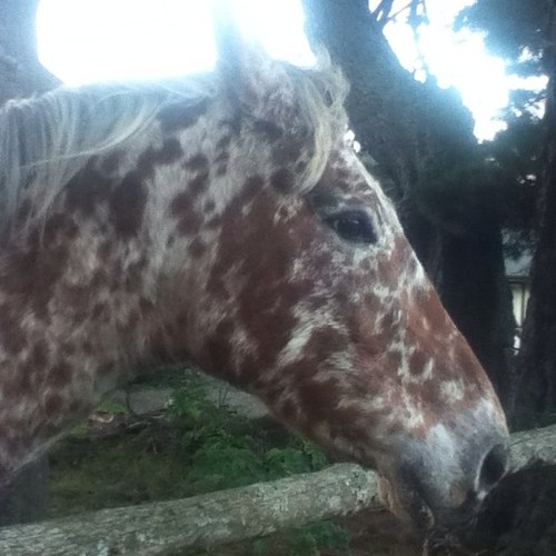 11/christchurch/rangiora/NZ
horses/moorhouse/hockey/