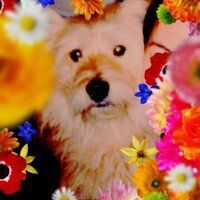 灰二 (@mama_haiji) 's Twitter Profile