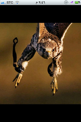 m7md_albrns331's profile picture. شخص أحببّ التحدثَ عن مما إشعر بههّ آلانن واحب النوم ولست حاقد على أحد ... ♥♬