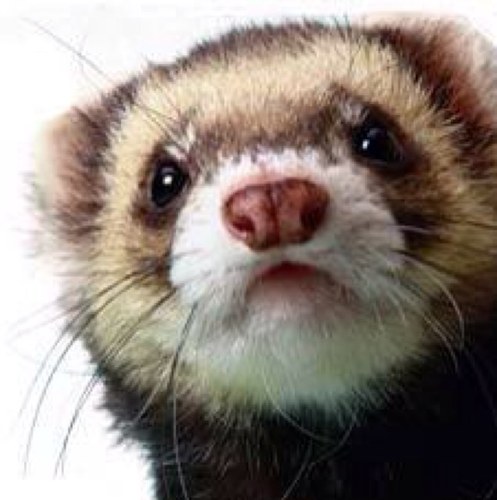 If wishes were ferrets they would be as impossible as me. 

Wait...

(Warehouse 13 RP, not affiliated.)