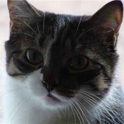 Writer.  Musician. Baker. Cat Servant.