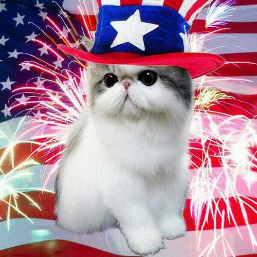 cat cat cat! Happy 4th of July!