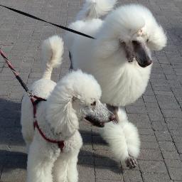 poodlematic Profile Picture