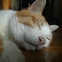 F#が。SQLが。探偵小説が好きです。