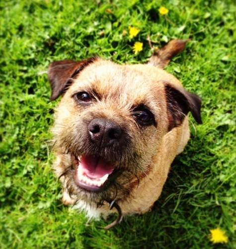 Im a pedigree Border Terrier originally from the Borders. Likes - chasing rabbits, being naughty, sticks, sofas.
Dislikes - baths, cages, being told off