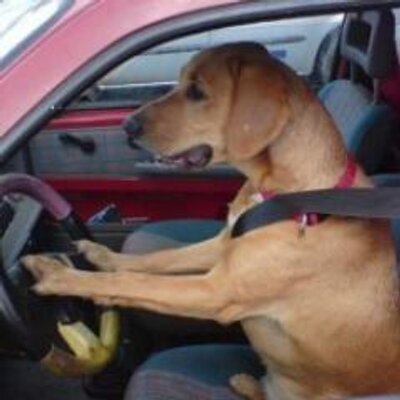 犬動画 Com Inudouga Twitter 犬動画 Com Inudouga Twitter