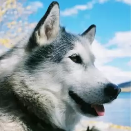 Siberianxs's profile picture. Public Relationship/ Research Deaf &HOH article /Web Design/PR//MySQL/XHTML/CSS/Coder/Deaf of HoH Support Community/